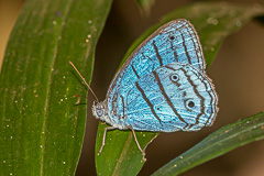 Guianan Cock-of-the-rock