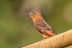 Cliff Flycatcher