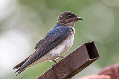 Grey-breasted Martin