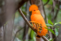 Guianan Cock-of-the-rock