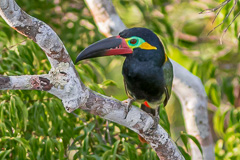 Guianan Toucanet