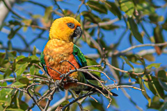 Jandaya Parakeet