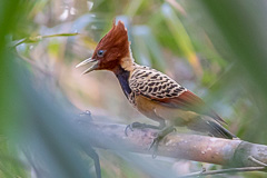 Kaempfer's Woodpecker