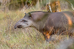 South American Tapir