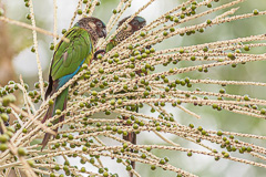 Painted Parakeet