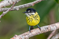 Painted Tody-Flycatcher