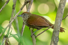 Scaled Spinetail