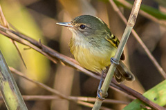 Smoky-fronted Tody-Flycatcher