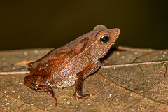 South American Common Toad