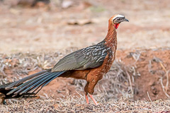 White-crested Guan