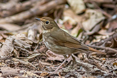 Rufous-tailed Robin