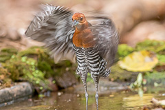 Slaty-legged Crake