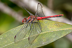 Sympetrum hypomelas