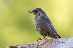 Blue Rock Thrush