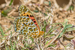 Indian Fritillary