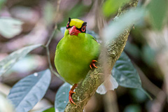 Common Green Magpie