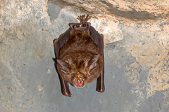 Least Horseshoe Bat