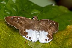 Malayan Snow Flat