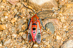 Akaisphecia sp.