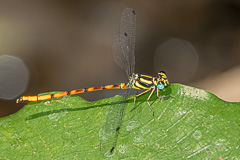 Rhinagrion mima