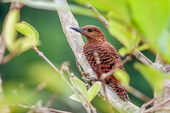Rufous Woodpecker