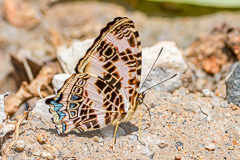 Scarce Jester