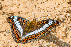 Scarce White Commodore