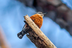 Burmese Nuthatch