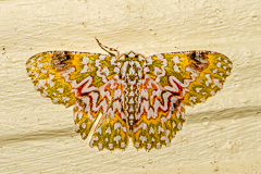 Eucyclodes gavissima