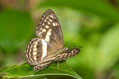 Little Banded Yeoman