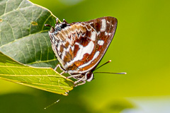 Scarce Silver-streak Blue