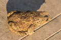 Asiatic Toad Bufo gargarizans