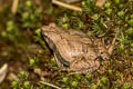 Painted Chorus Frog Microhyla pulchra (Marbled Pygmy Frog)