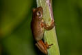 Boettger's Colombian Tree Frog Dendropsophus columbianus