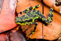 Condoto Stubfoot Toad Atelopus spurrelli