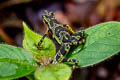 Condoto Stubfoot Toad Atelopus spurrelli