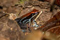 Ruby Poison Frog Ameerega parvula (Sarayuca Poison Frog)