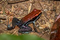 Ruby Poison Frog Ameerega parvula (Sarayuca Poison Frog)