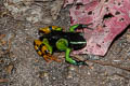 Madagascan Mantella Mantella madagascariensis (Painted Mentella)