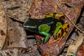 Madagascan Mantella Mantella madagascariensis (Painted Mentella)