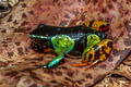 Madagascan Mantella Mantella madagascariensis (Painted Mentella)