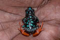 Madagascan Mantella Mantella madagascariensis (Painted Mentella)