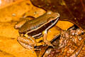 Brilliant-thighed Poison Frog Allobates femoralis