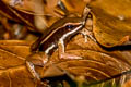 Brilliant-thighed Poison Frog Allobates femoralis