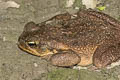 Cane Toad Rhinella marina