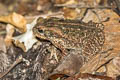 Cane Toad Rhinella marina
