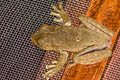 Cayenne Spiny-backed Frog Osteocephalus leprieurii