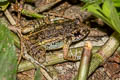 Cocha Chirping Frog Adenomera andreae (Lowland Tropical Bullfrog)