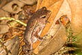 Unidentified Ditch Frog Leptodactylus sp.