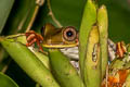 Map Tree Frog Boana geographica